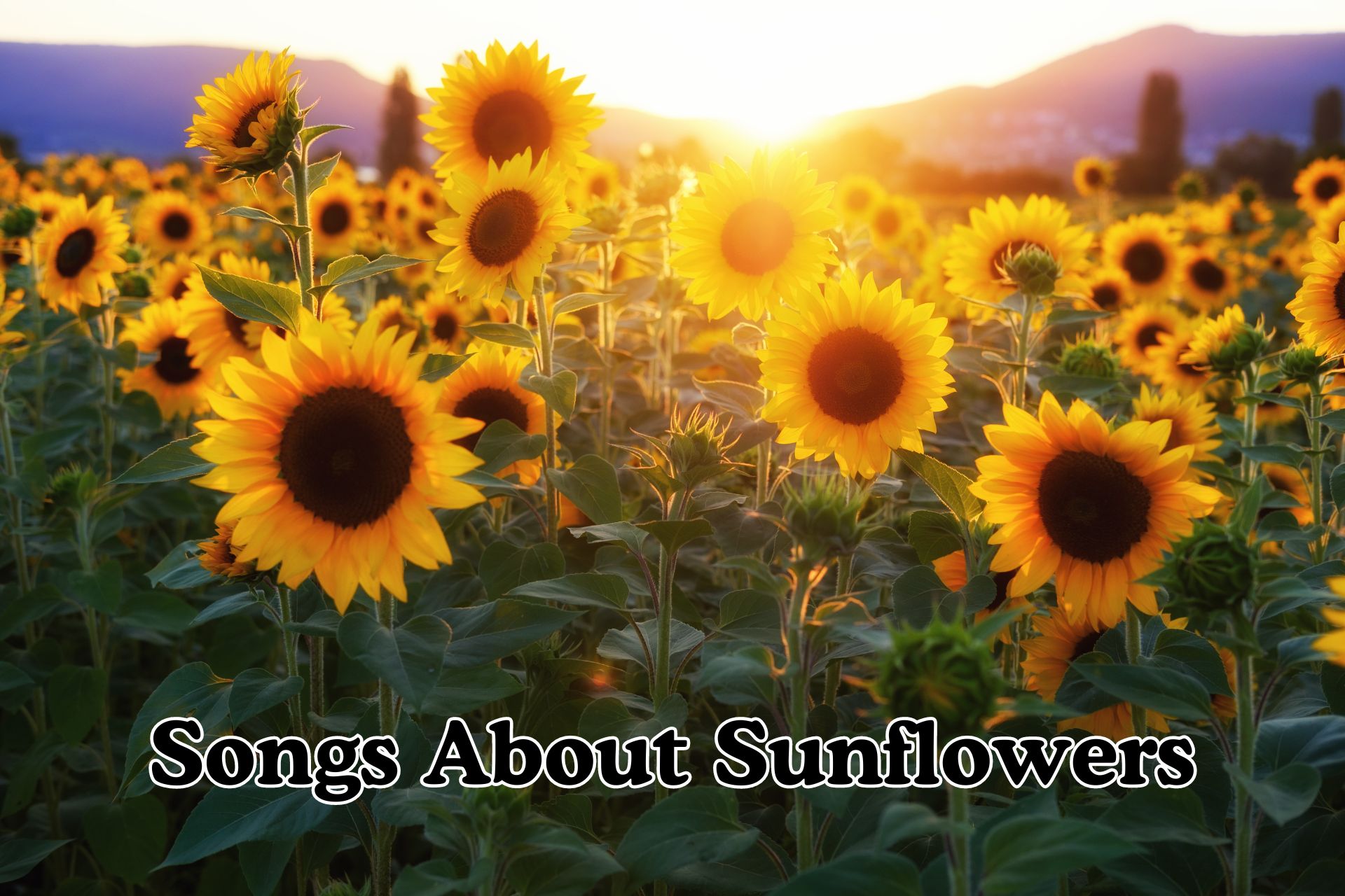 Songs About Sunflowers