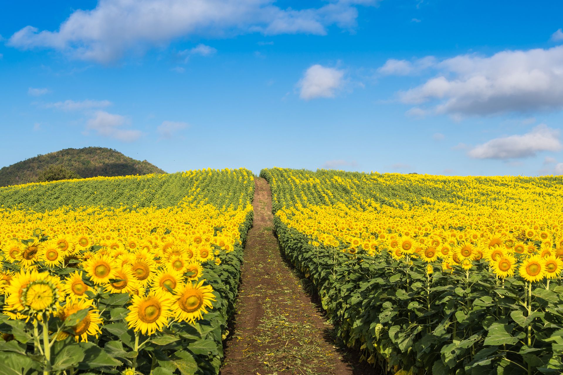 Songs About Sunflowers Songs About Sunflowers
